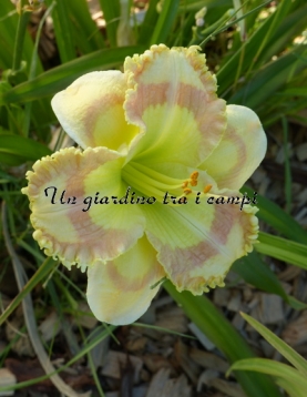 AMBER STAINED GLASS AMBER STAINED GLASS