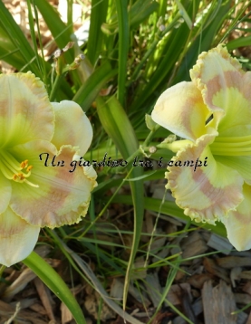 AMBER STAINED GLASS AMBER STAINED GLASS