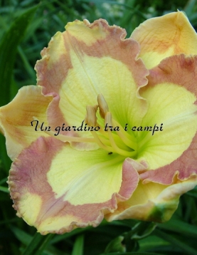 AMBER STAINED GLASS AMBER STAINED GLASS