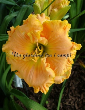 AMERICAN FREEDOM AMERICAN FREEDOM