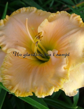 AMERICAN FREEDOM AMERICAN FREEDOM