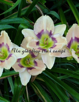 ANCIENT REFLECTIONS ANCIENT REFLECTIONS