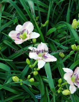 ANCIENT REFLECTIONS ANCIENT REFLECTIONS