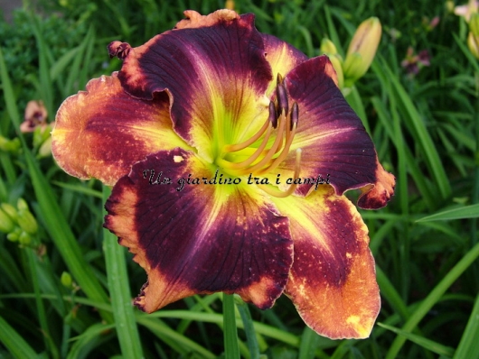 AUTUMN CONCERTO AUTUMN CONCERTO