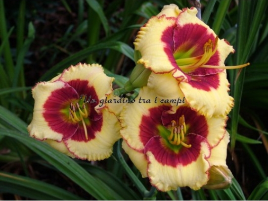 AWESOME CANDY AWESOME CANDY