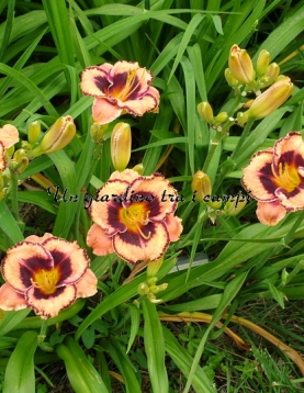 AWESOME BLOSSOM