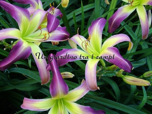 BALI WATERCOLOR BALI WATERCOLOR