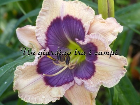 BIG EYED BUTTERFLY BIG EYED BUTTERFLY