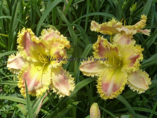 BITES LIKE A THOUSAND TEETH BITES LIKE A THOUSAND TEETH