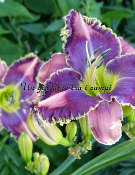 BLUE-BREASTED BEE-EATER