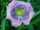 BLUE FLIRT