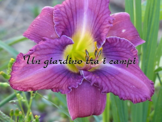 BLUETHROAT BLUETHROAT