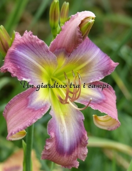 BLUE THROATED HUMMINGBIRD 