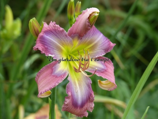 BLUE THROATED HUMMINGBIRD 