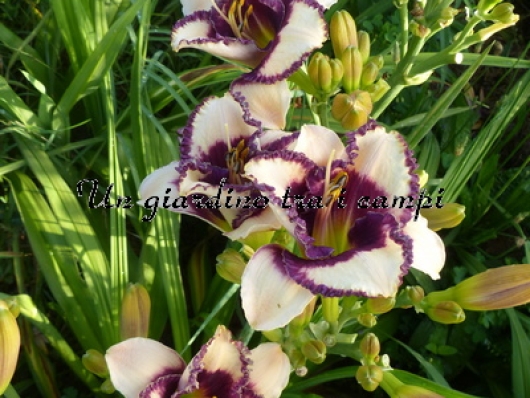 BORDER MUSIC BORDER MUSIC