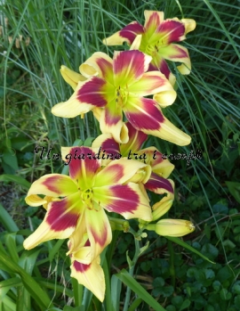 BRIGHT EYED AND BUSHY TAILED