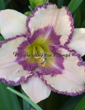 CHAMPAGNE AND CAVIAR  