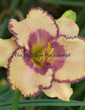 CHAMPAGNE AND CAVIAR  