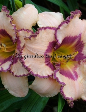 CHAMPAGNE AND CAVIAR  