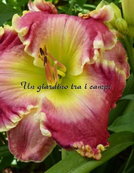 CHERRY ICE CREAM SMILE