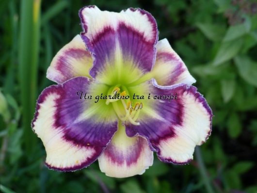 COLORFUL IMPRESSIONS