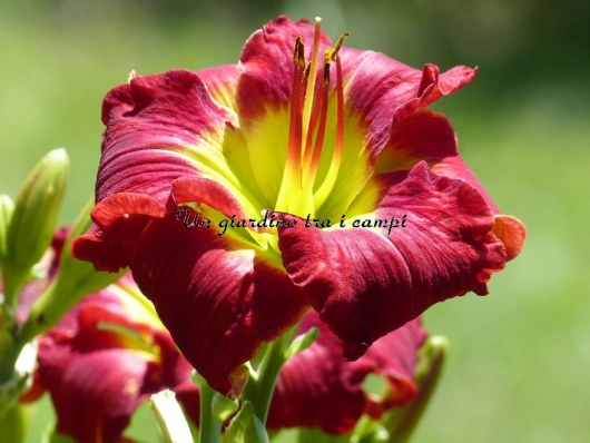 COMPLEMENTARY COLORS