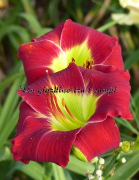 COMPLEMENTARY COLORS