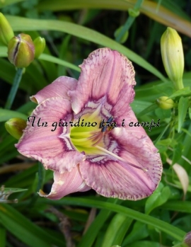 COMPLEX COMPLEXITIES