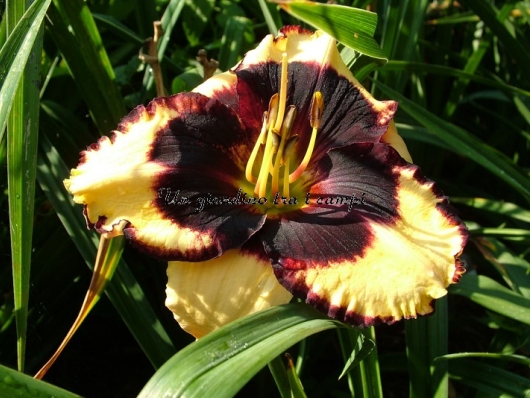 CRAZY IVAN CRAZY IVAN