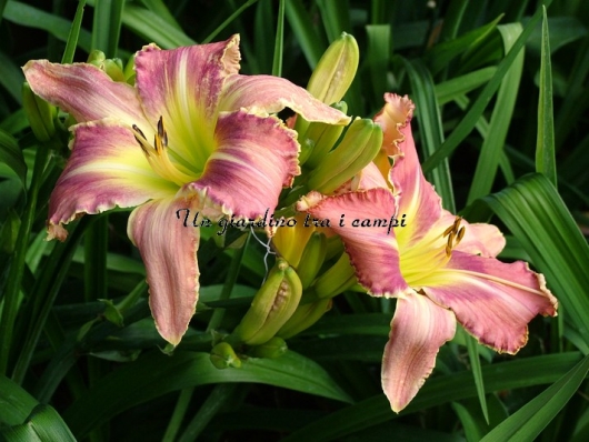 CRETACEOUS CRUNCH CRETACEOUS CRUNCH