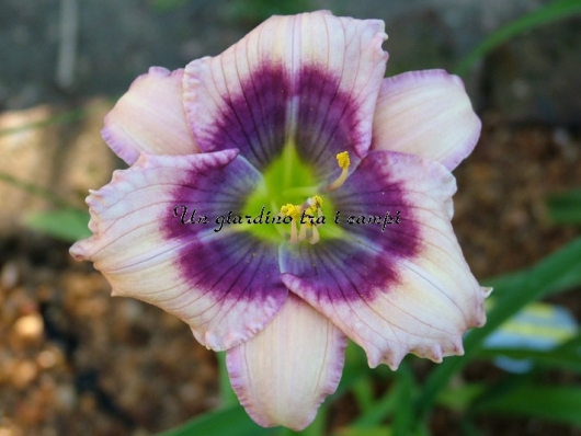 CRYSTAL BLUE PERSUASION