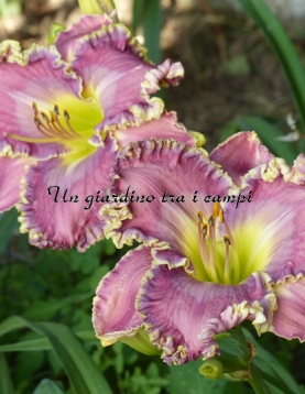 DANNY STEVE MITCHELL 