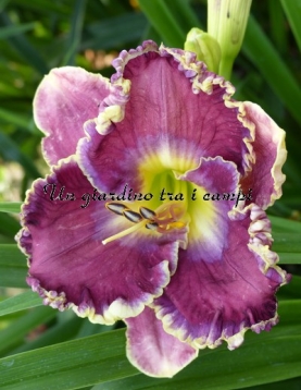 DANNY STEVE MITCHELL 