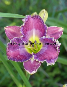 DANNY STEVE MITCHELL 