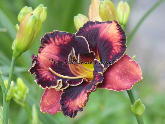 DARK DESIRE DARK DESIRE