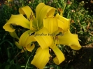 DEBARY CANARY DEBARY CANARY