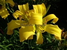 DEBARY CANARY DEBARY CANARY