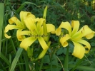 DEBARY CANARY DEBARY CANARY