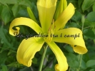 DEBARY CANARY DEBARY CANARY