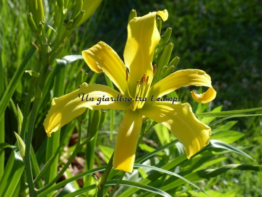 DEBARY CANARY DEBARY CANARY