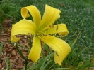 DEBARY CANARY DEBARY CANARY