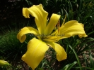 DEBARY CANARY DEBARY CANARY