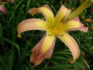 DISCARDED BEAUTY