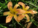 DISCARDED BEAUTY