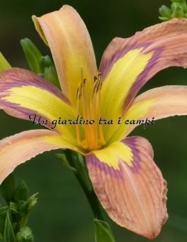 DISCARDED BEAUTY