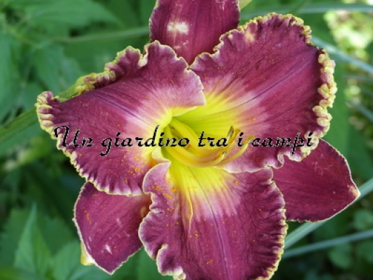 DIVINE COMEDY DIVINE COMEDY