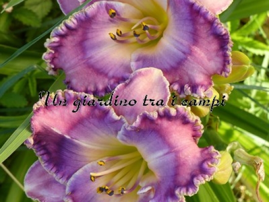 DON HERRELL DON HERRELL