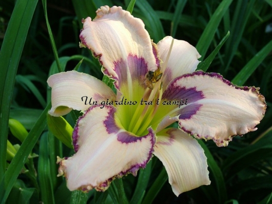 DRAGONFLY DREAMS DRAGONFLY DREAMS