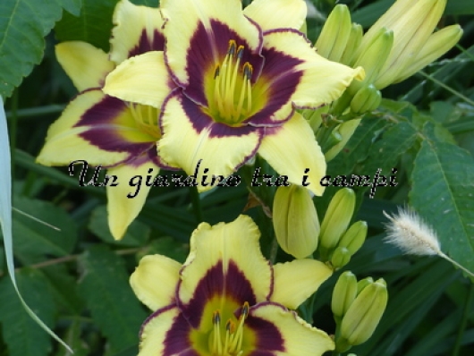 EL DESPERADO EL DESPERADO