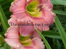 ELEGANT CANDY